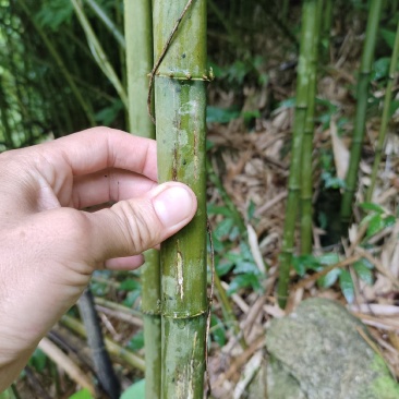 方竹/四方竹/大量供应方竹