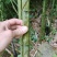 方竹/四方竹/大量供应方竹