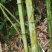 方竹/四方竹/大量供应方竹
