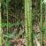 方竹/四方竹/大量供应方竹