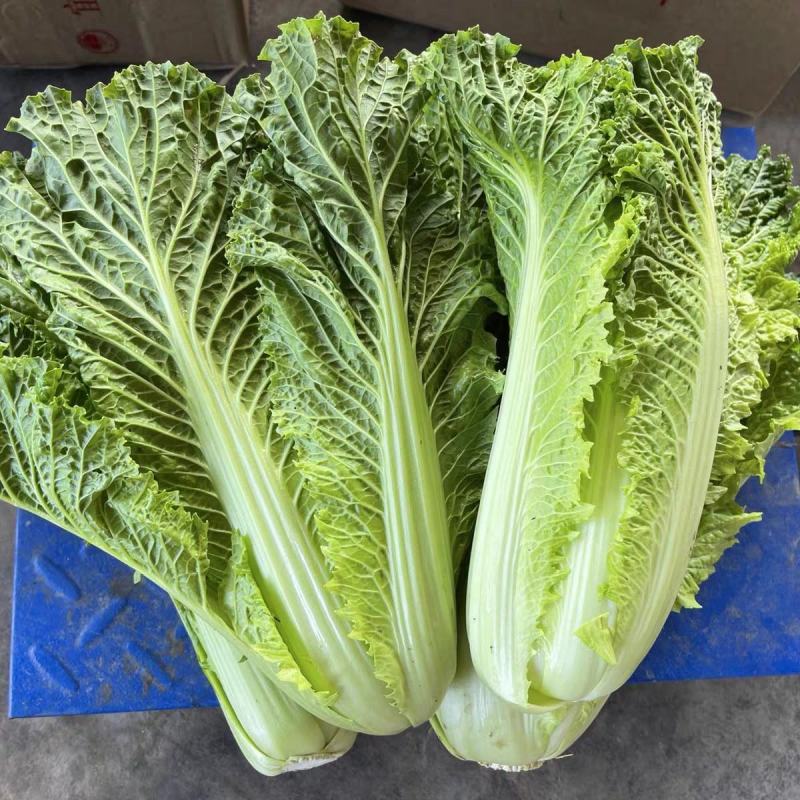 白菜，大青麻叶白菜，大量有货，一手货源保质保量欢迎来电