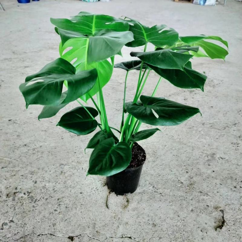 龟背竹
