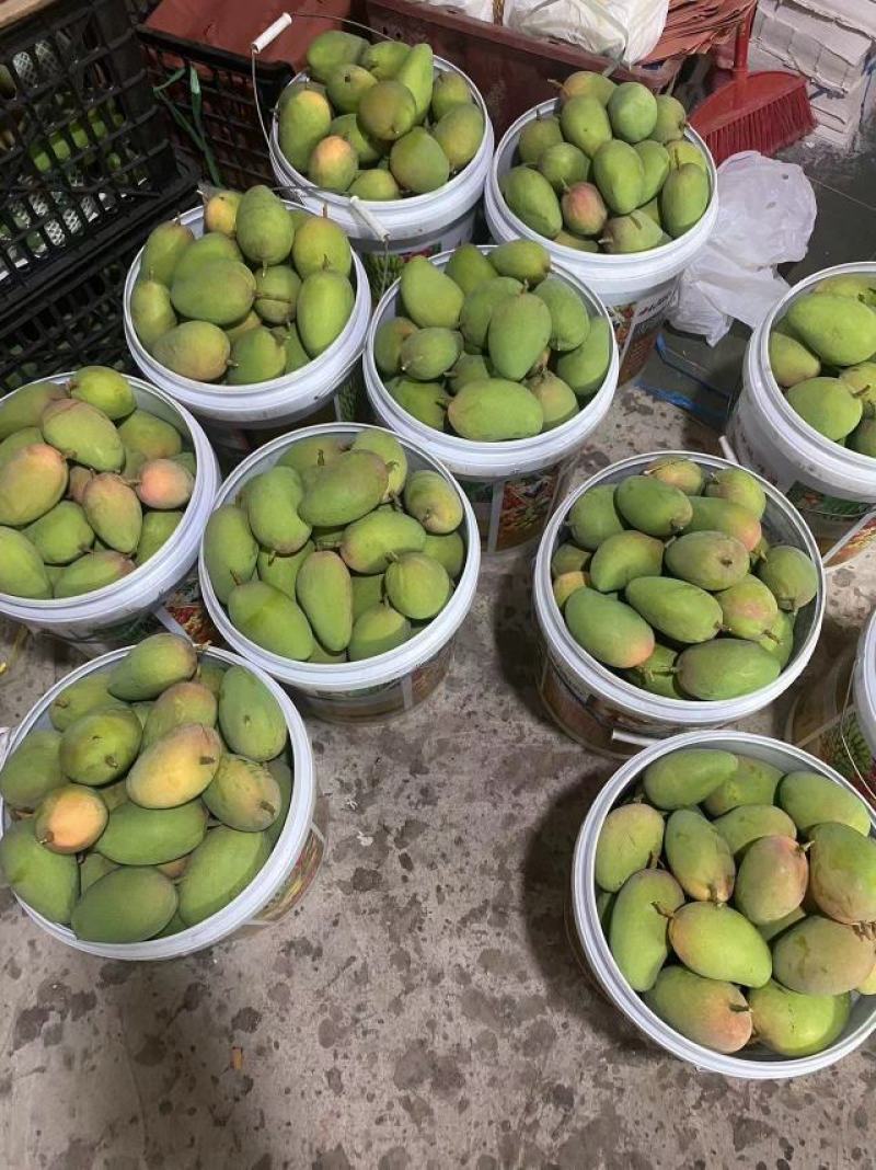 广西百色台芒，品质保证