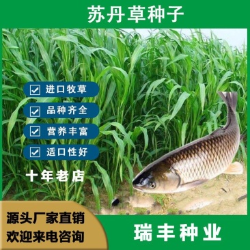 进口苏丹草种子牧草种子草鱼草无毛牛羊猪鸡鸭鹅兔四季高产草