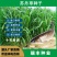 进口苏丹草种子牧草种子草鱼草无毛牛羊猪鸡鸭鹅兔四季高产草