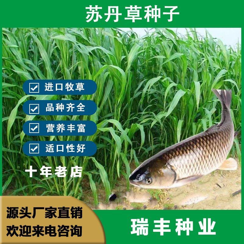 进口苏丹草种子牧草种子草鱼草无毛牛羊猪鸡鸭鹅兔四季高产草