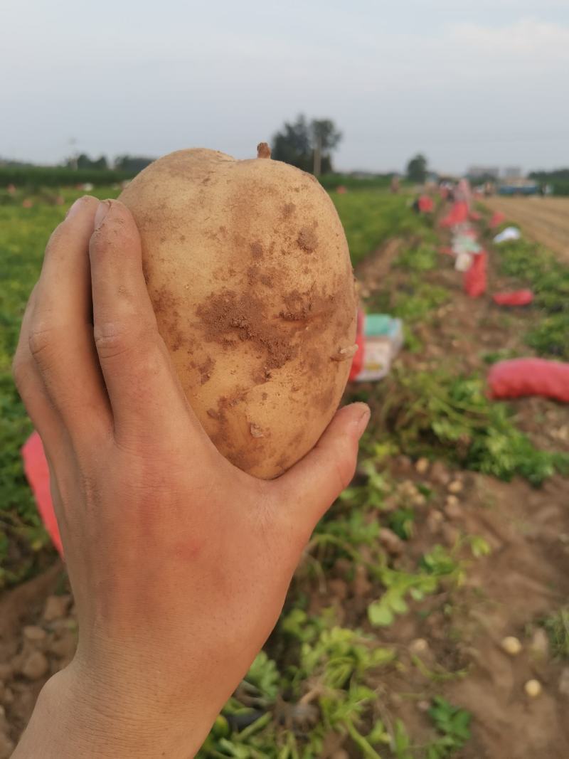 开封土豆黄心土豆沃土5号产地一手货源供全国电商