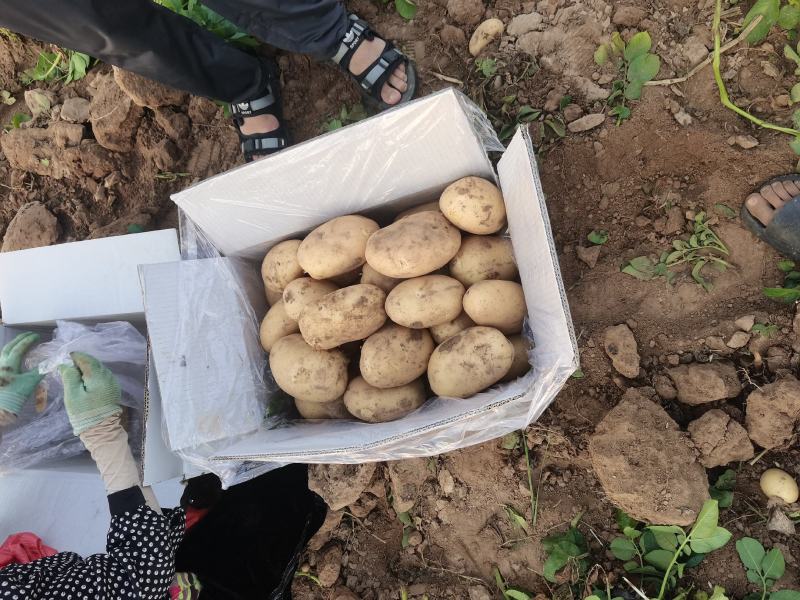 开封土豆黄心土豆沃土5号产地一手货源供全国电商