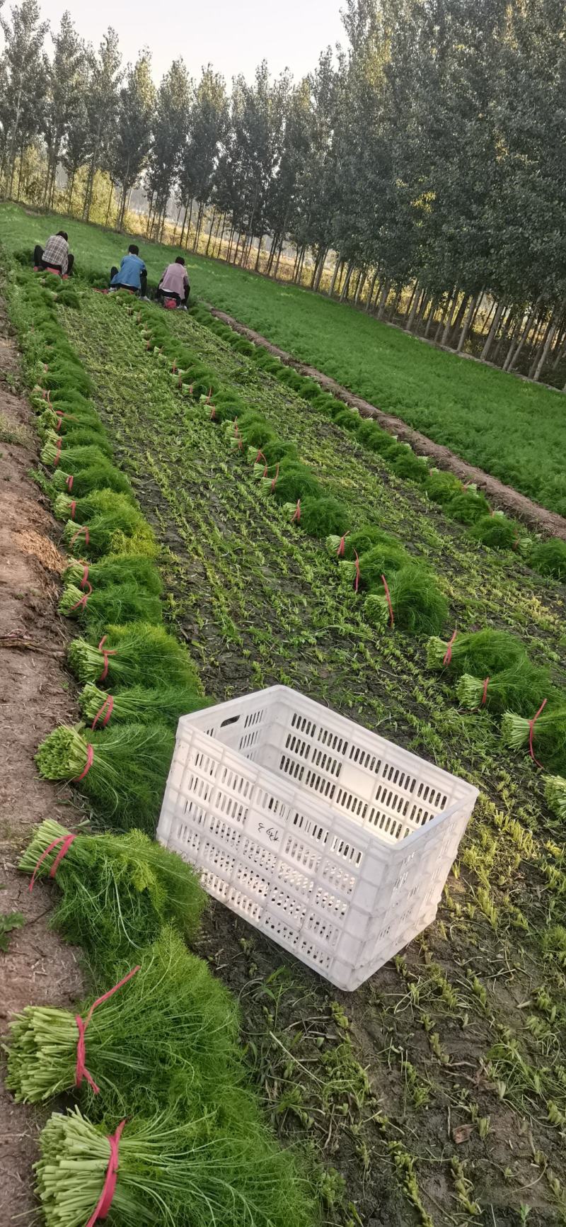 山东不带根茴香苗大量上市量大从优产地直供欢迎咨询