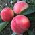 陕西礼泉水蜜桃，当天发货，当天采摘，日产50万斤