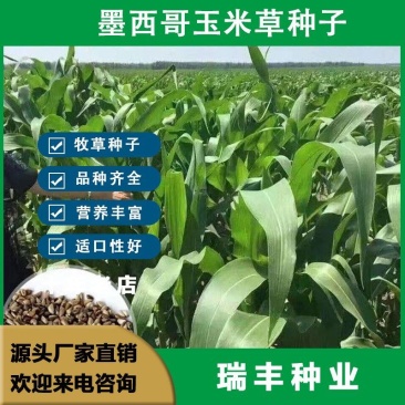 墨西哥玉米草种子高产牧草种子四季牧草种子牛羊猪鸡鸭鹅喜食