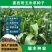 墨西哥玉米草种子高产牧草种子四季牧草种子牛羊猪鸡鸭鹅喜食