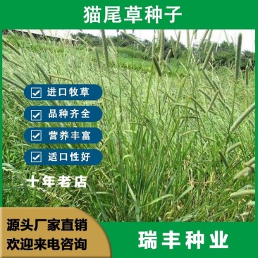 猫尾草种子，提摩西种子，龙猫兔子爱吃的草籽，多少生牧草