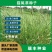 猫尾草种子，提摩西种子，龙猫兔子爱吃的草籽，多少生牧草