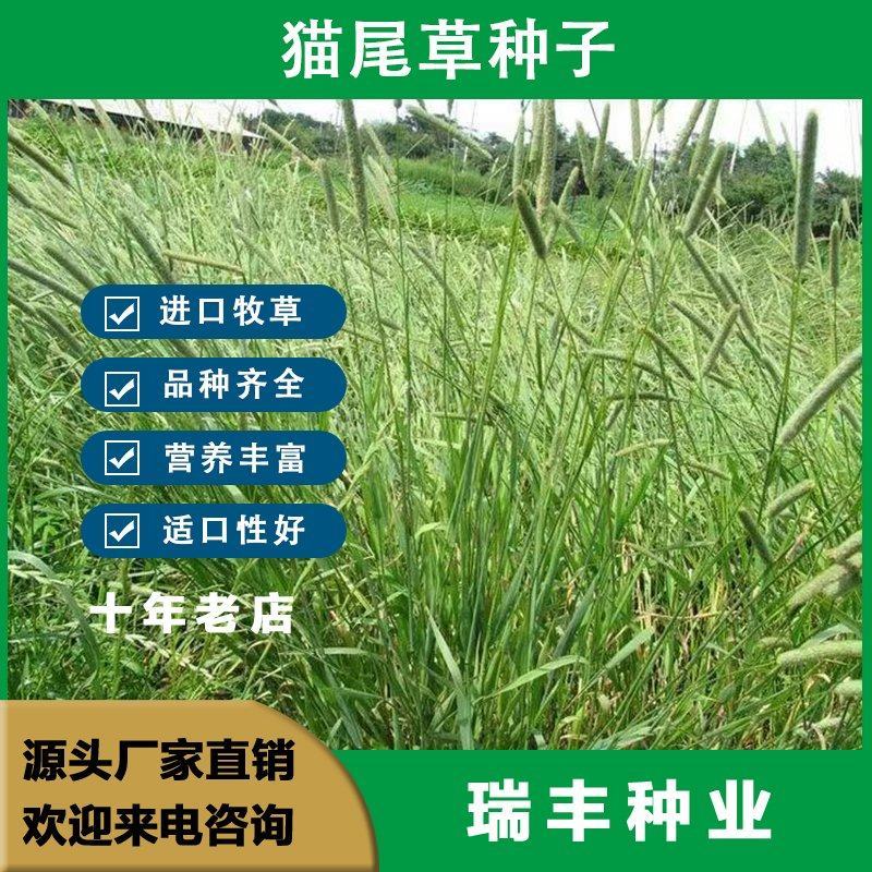 猫尾草种子，提摩西种子，龙猫兔子爱吃的草籽，多少生牧草
