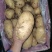 推荐黄心土豆沃土5号货源充足量大从优质量保证供电商