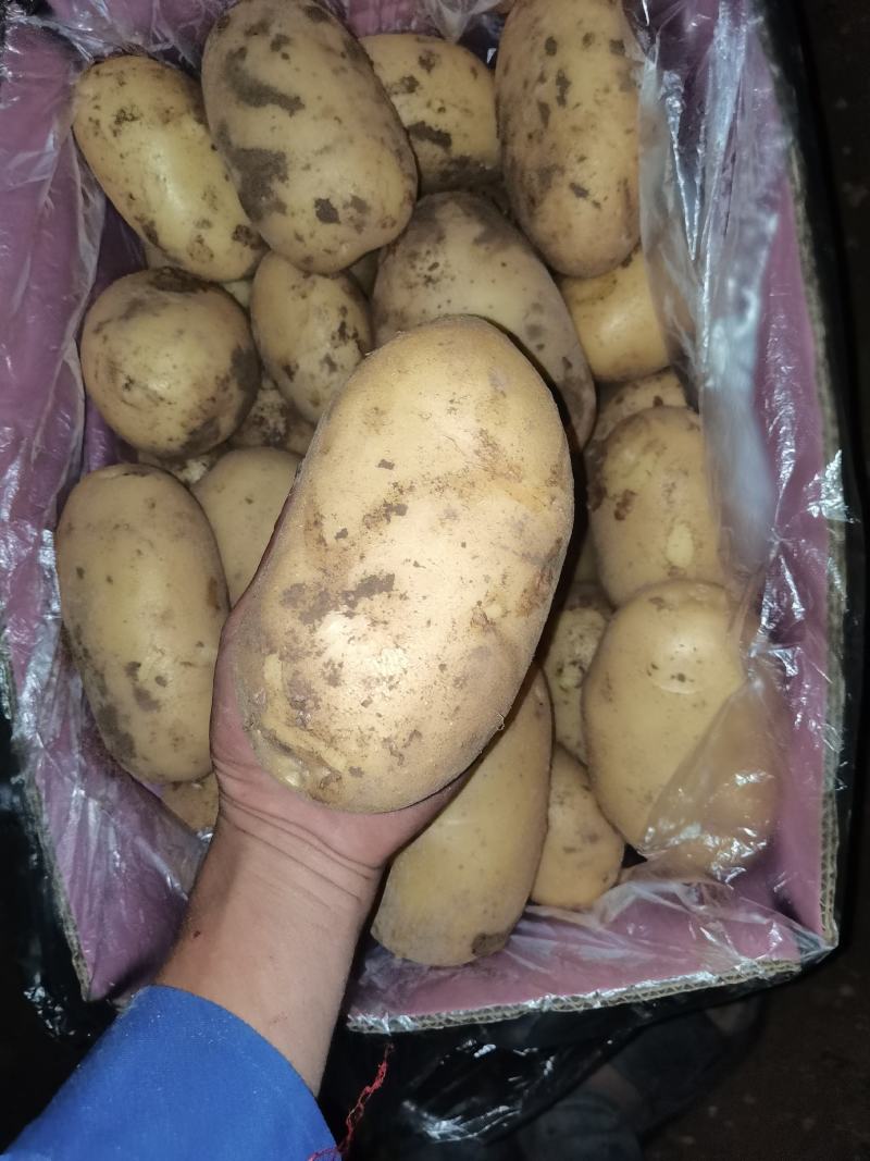 推荐黄心土豆沃土5号货源充足量大从优质量保证供电商