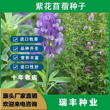 紫花苜蓿种子，多年生四季牧草生长速度快养殖苜蓿种子批发