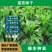菊苣种子大叶菊苣种籽多年生四季牧草猪牛羊鸡鸭鹅鱼牧草种