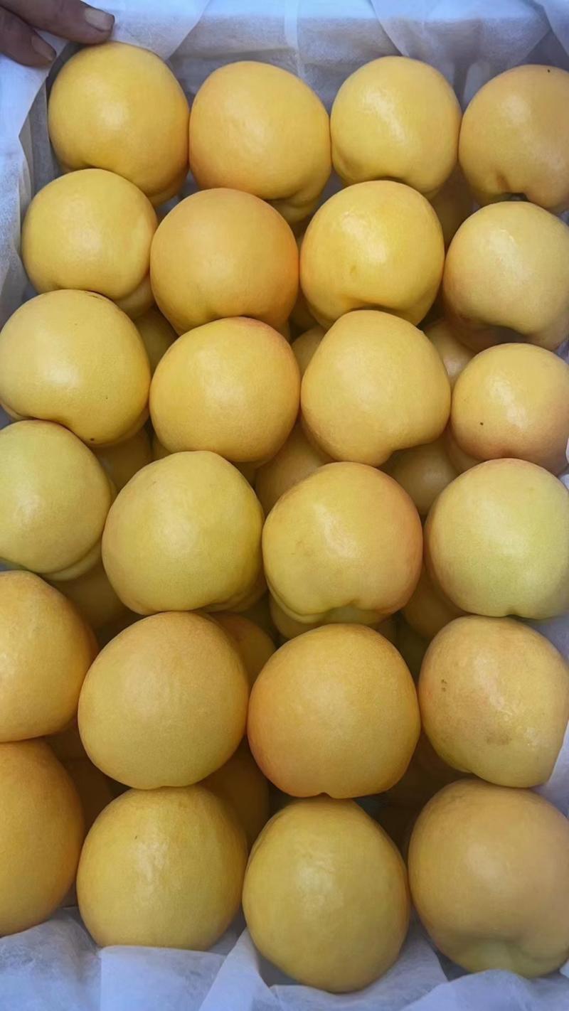 精品黄油桃一手货源量大从优口感好可全国发货欢迎咨询