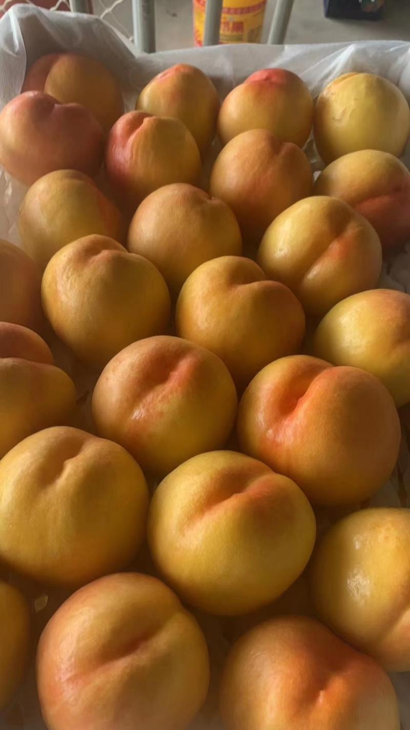 精品黄油桃一手货源量大从优口感好可全国发货欢迎咨询