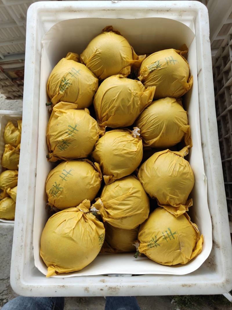 安徽翠冠梨，翠玉梨，酥脆一号基地直发，诚信代办，保证质量