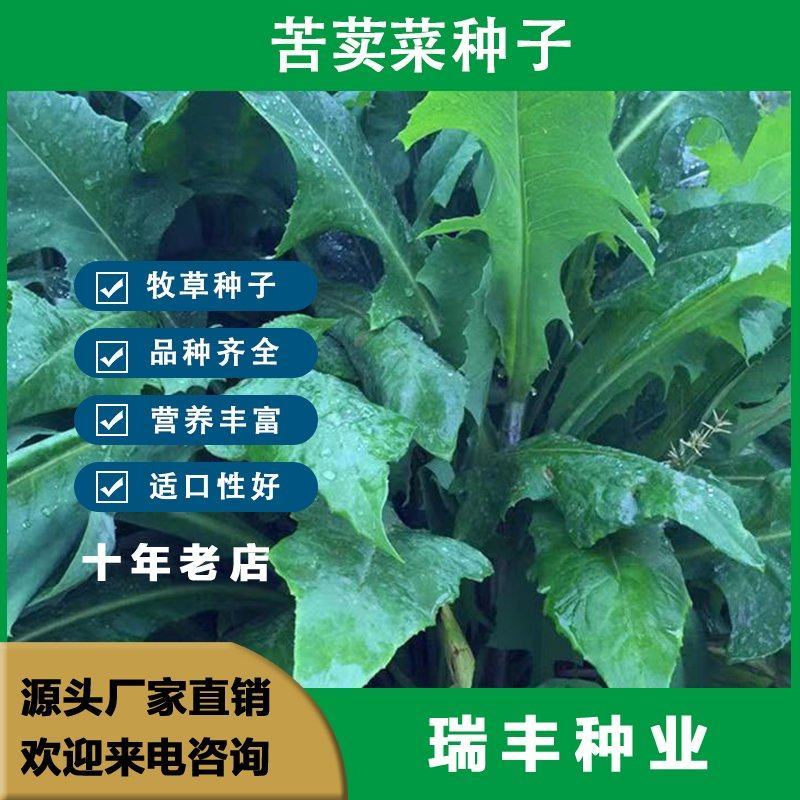 苦荬菜种子牧草种子鸡鸭鹅猪兔鱼的牧草种子批发苦苣种子