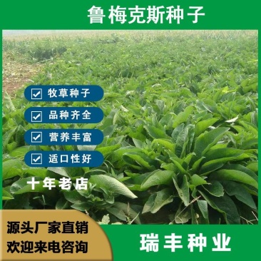 鲁梅克斯种子俄罗斯饲料菜多年生四季牧草鸡鸭鹅牛羊马等