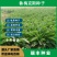 鲁梅克斯种子俄罗斯饲料菜多年生四季牧草鸡鸭鹅牛羊马等
