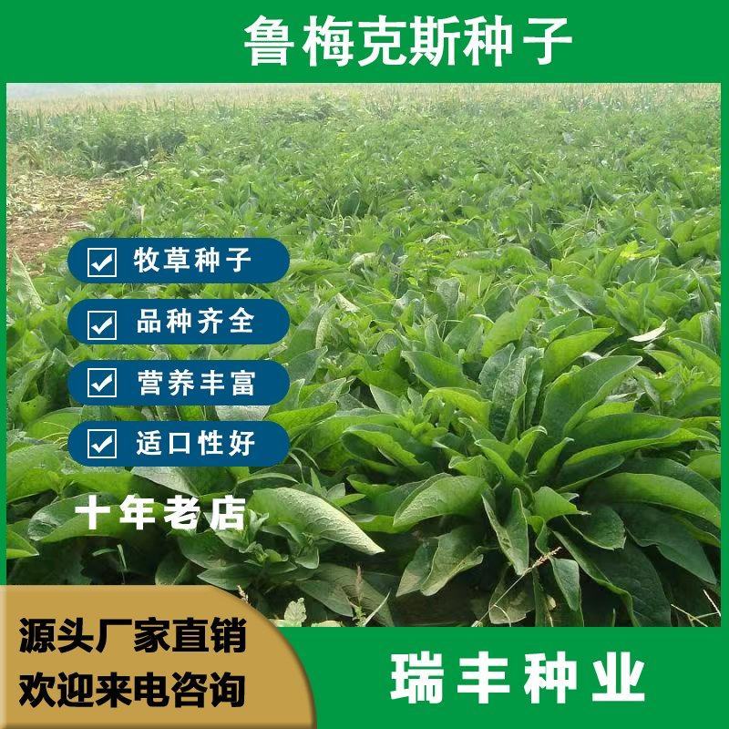 鲁梅克斯种子俄罗斯饲料菜多年生四季牧草鸡鸭鹅牛羊马等