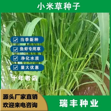 小米草种子，种子牧草种子生长快高产耐热耐寒种子批发