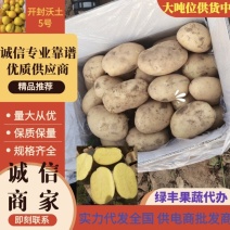 推荐黄心土豆沃土5号货源充足量大从优质量保证供电商