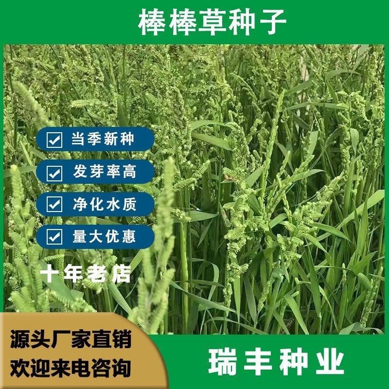 棒棒草种子耐低温抗寒小龙虾养殖水草挺水苦梗草种籽水粺籽菵