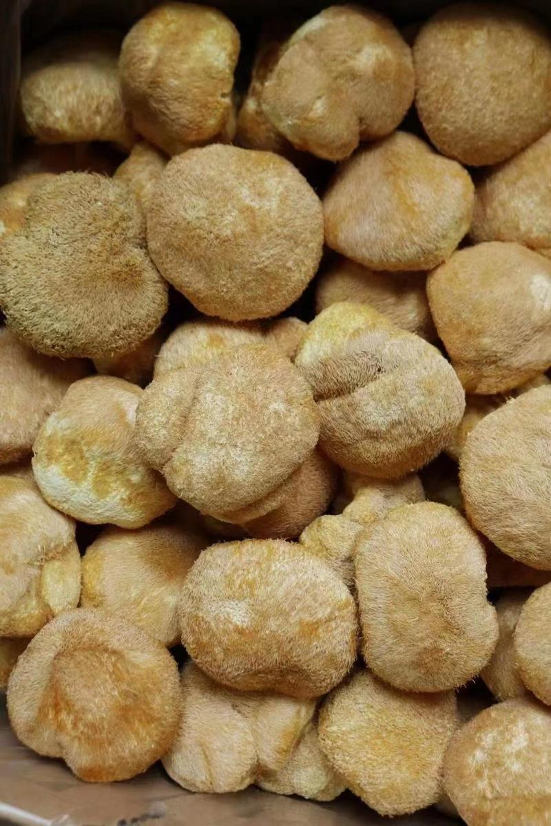 猴头菇干货产地直销批发烘干猴头菇粉养胃菌菇蘑菇土特产