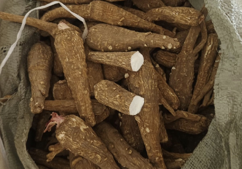 川白芷个振兴药材批发一手货源大货批发