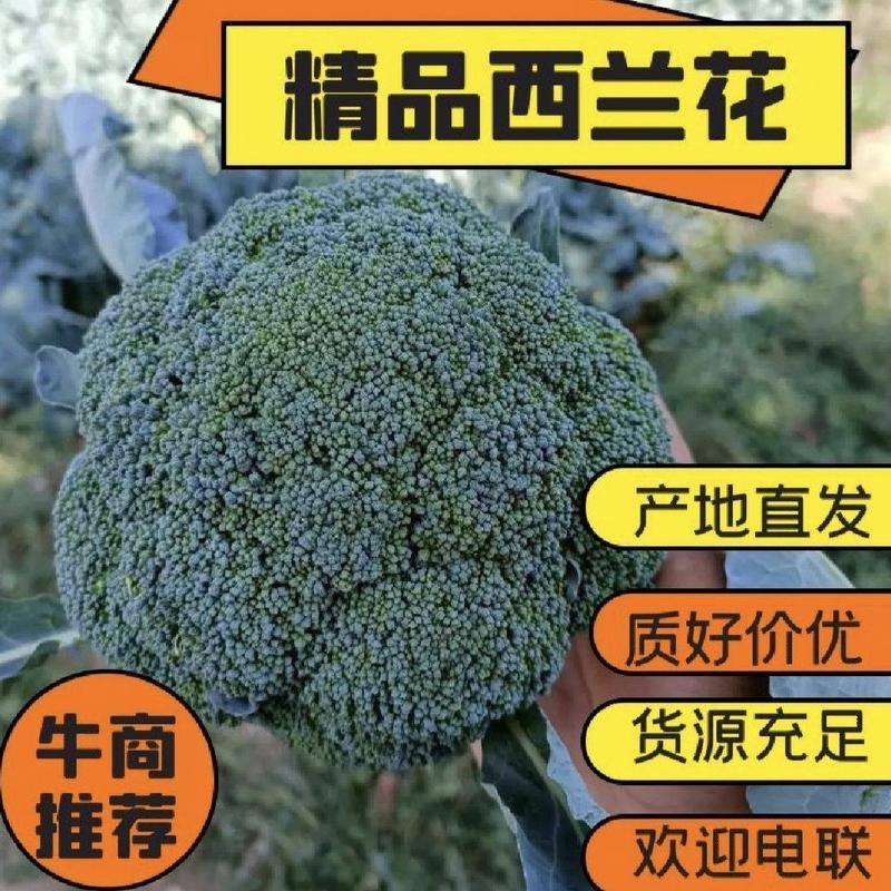 精品西兰花，个头均匀，产地直发，可视频看货，一手货源。