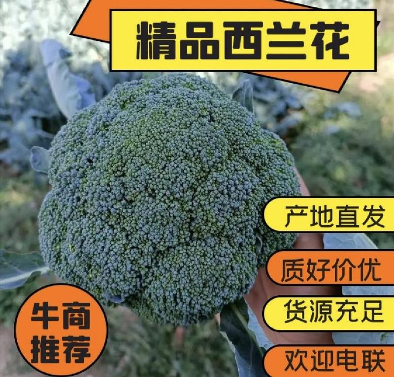 精品西兰花，个头均匀，产地直发，可视频看货，一手货源。