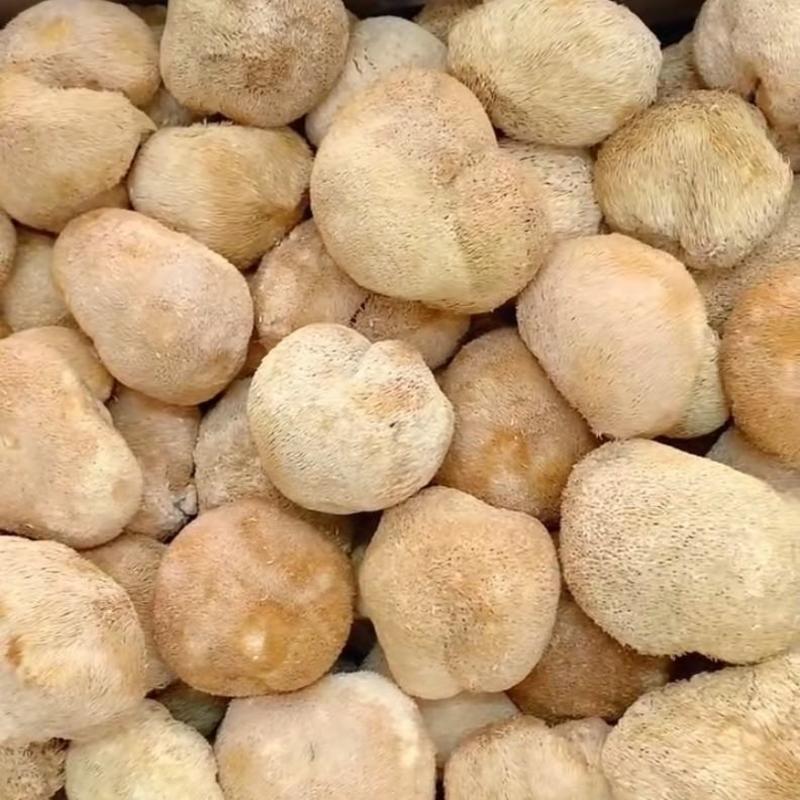 猴头菇干货产地直销批发烘干猴头菇粉养胃菌菇蘑菇土特产