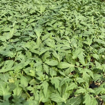 嫁接大粉番茄苗硬粉番茄西红柿苗根系发达易成活