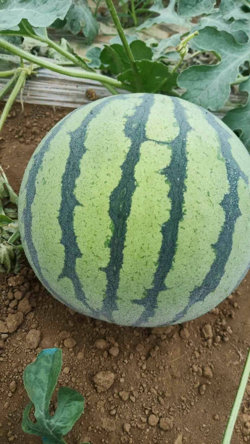 【精选】美都西瓜大量上市一手货源质量保证高端品种