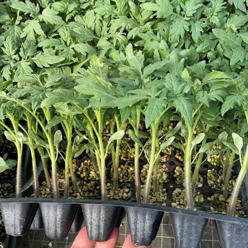 嫁接大粉番茄苗硬粉番茄西红柿苗根系发达易成活