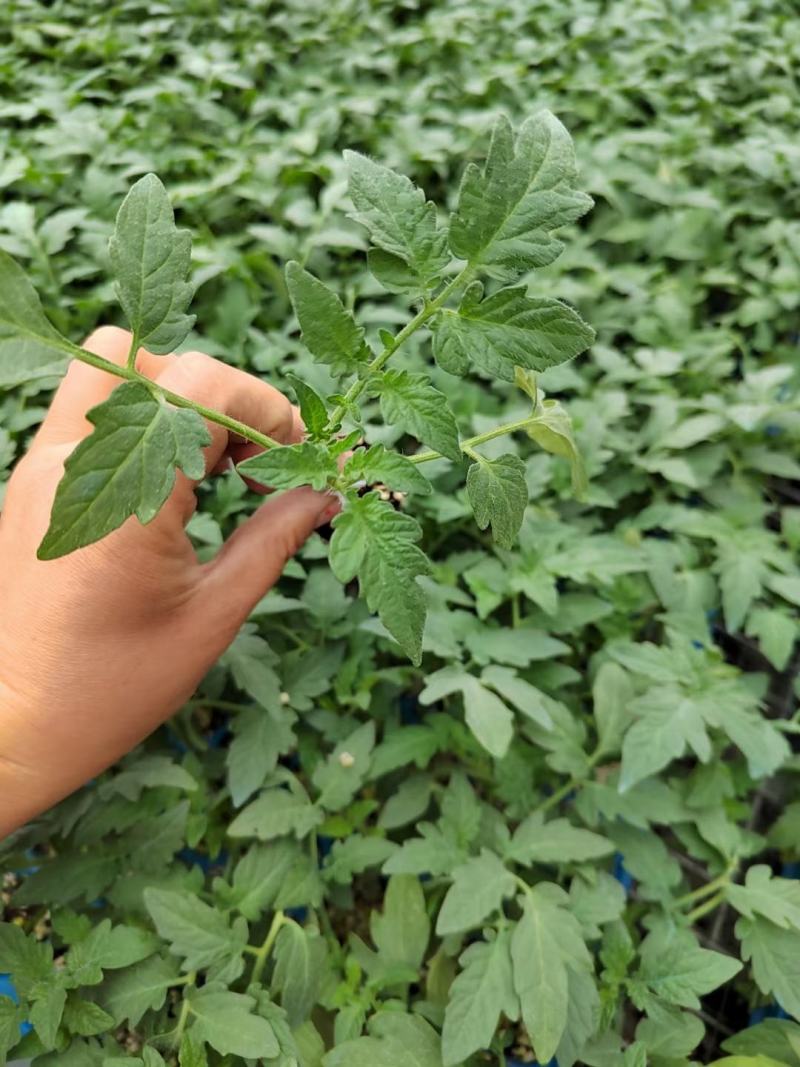 嫁接大粉番茄苗硬粉番茄西红柿苗根系发达易成活