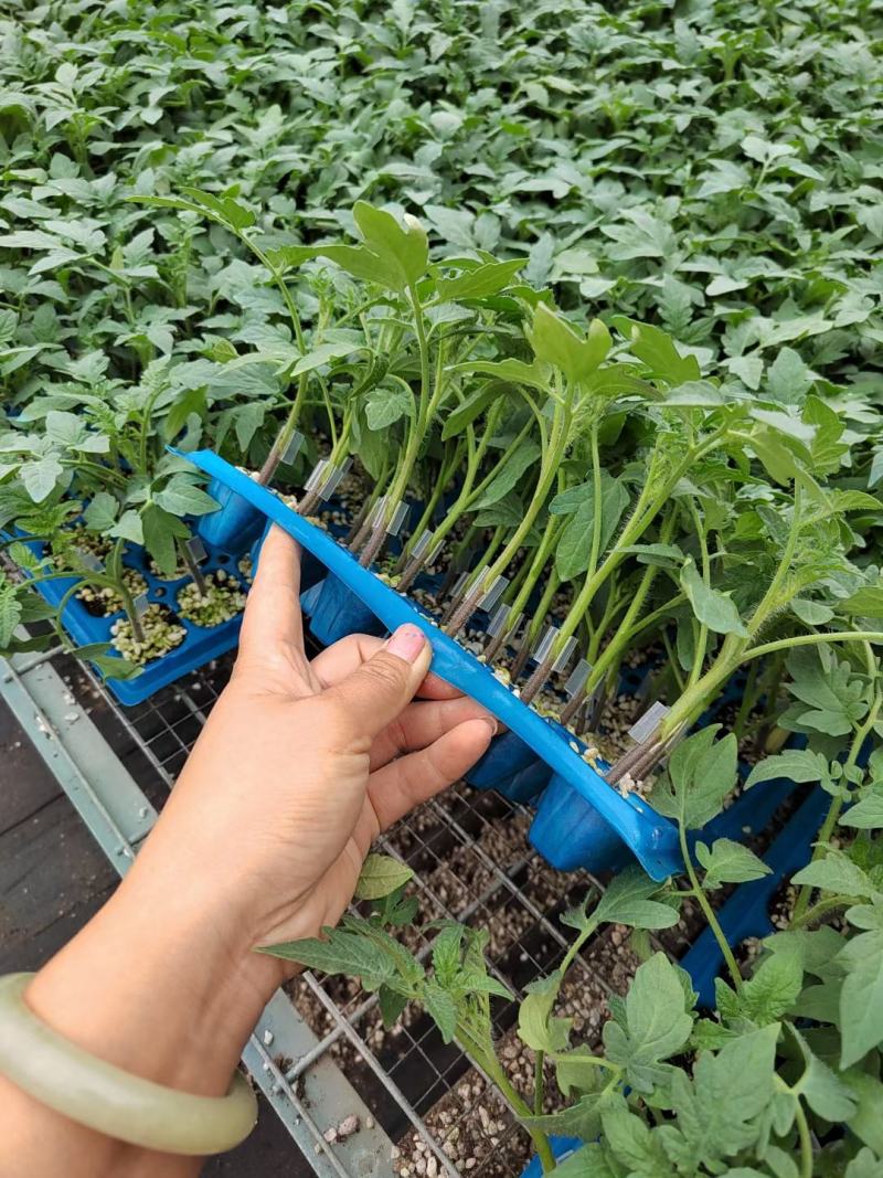 嫁接大粉番茄苗硬粉番茄西红柿苗根系发达易成活