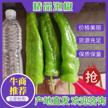 【精品】泡椒，鲜辣椒大量上市，产地直供，价格优惠，量大从