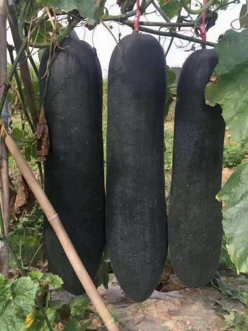 黑皮大冬瓜苗春绿小冬瓜苗冬瓜种苗大冬瓜