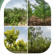 精品国槐，金枝国槐3-9公分，规格齐全，大量现货绿化工程用树