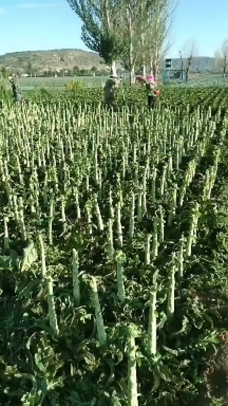 红叶香莴苣，甘肃定西安定莴苣，现砍现发颗大肉鲜万亩基地