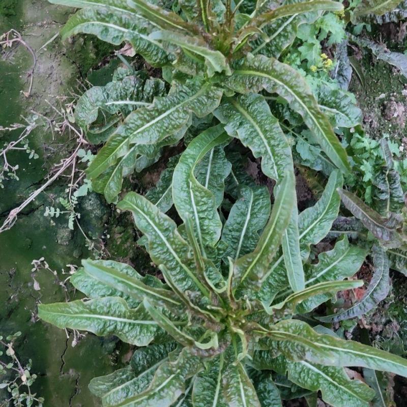 红叶香莴苣，甘肃定西安定莴苣，现砍现发颗大肉鲜万亩基地
