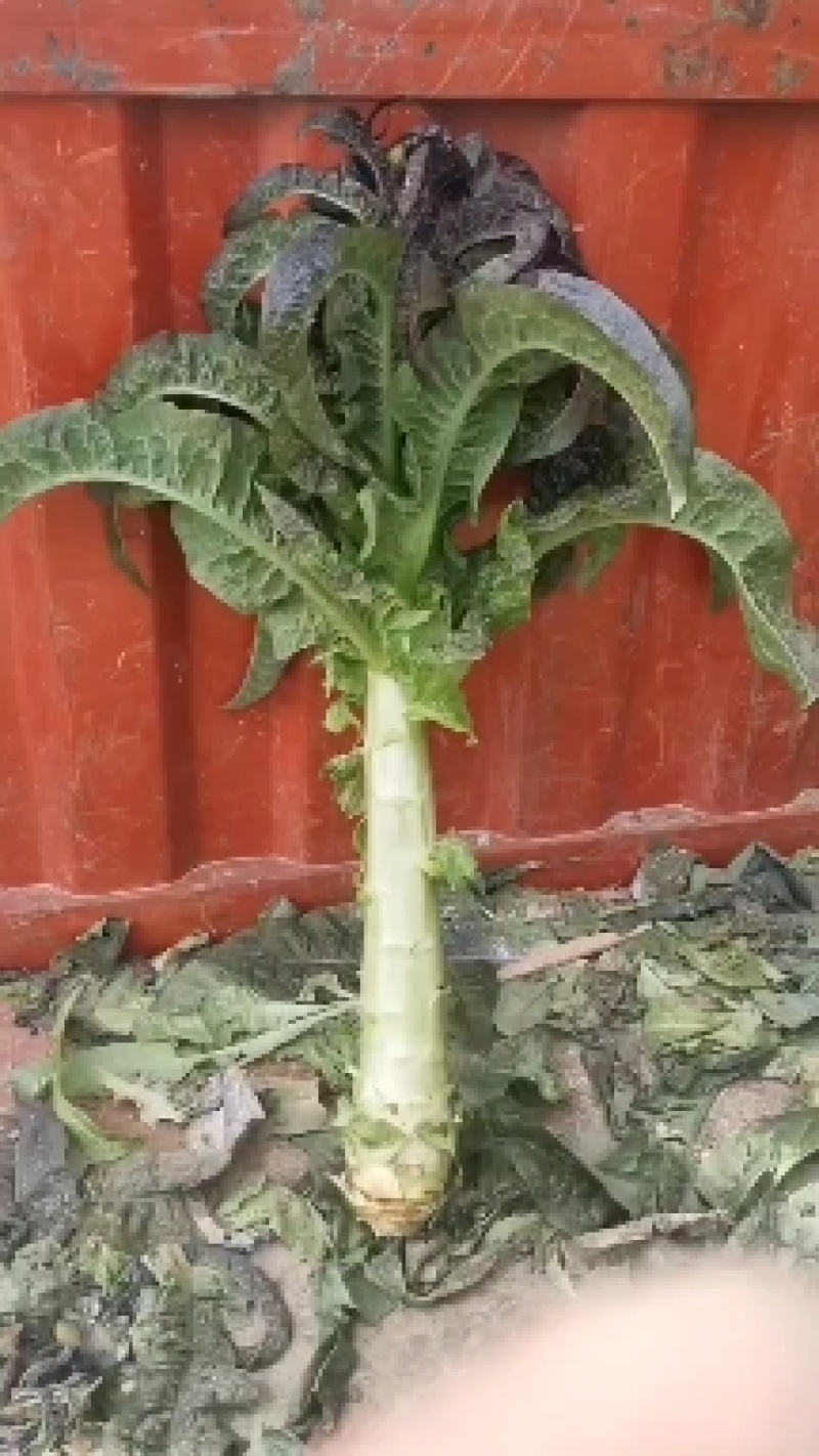 红叶香莴苣，甘肃定西安定莴苣，现砍现发颗大肉鲜万亩基地