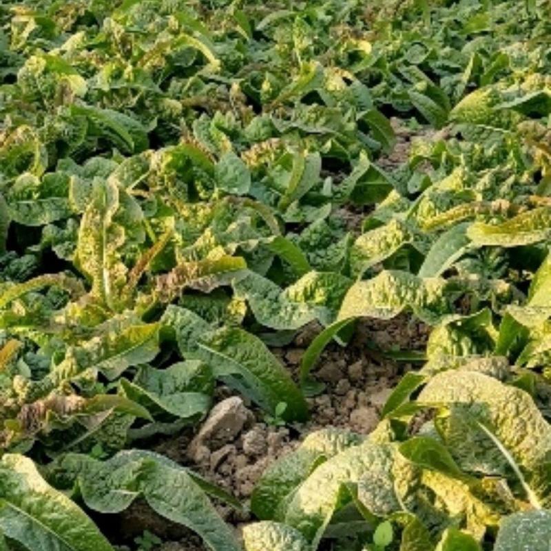 红叶香莴苣，甘肃定西安定莴苣，现砍现发颗大肉鲜万亩基地